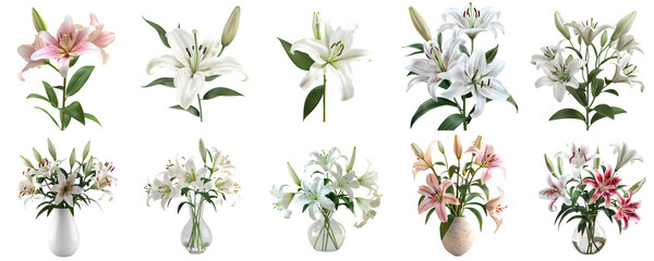Lily collection set in png no background for mockup decoration.