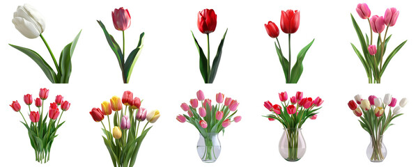 Set of tulip flower mockup in 3d without backoground png for decoration.