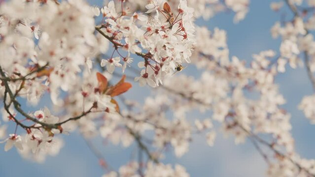 Spring Background With Delicate Flowers. Blossoming Branch Of Plum.