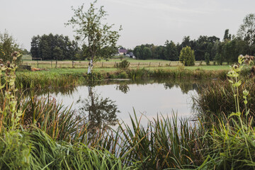 Pond in the countryside in the garden