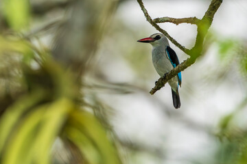 The woodland kingfisher (Halcyon senegalensis)