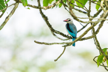 The woodland kingfisher (Halcyon senegalensis)