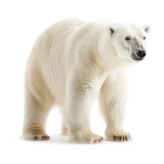 Fotobehang white polar bear isolated on white background © kristina