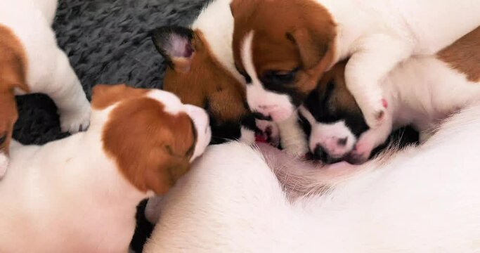 Cute Jack Russell Terrier puppies soak up milk from their mother. caring for puppies and nursing dog