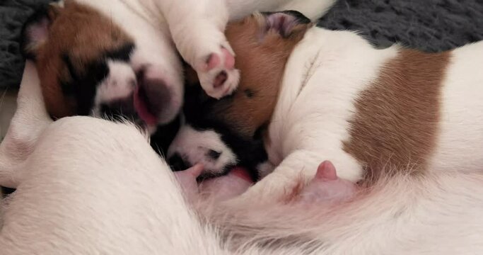 cute Jack Russell terrier puppies drink milk from their mother, pushing each other away.