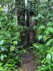 path in the forest