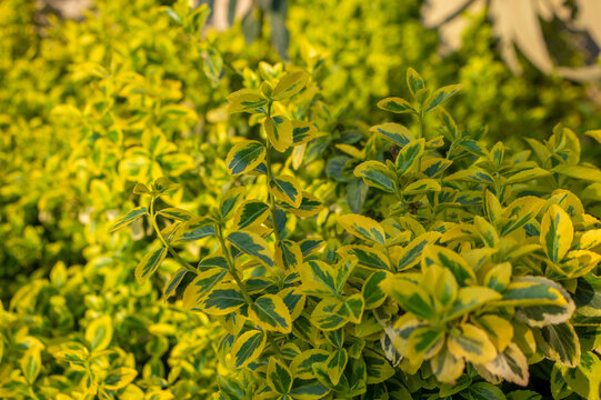 uonymus fortunei emeralnd n gold cultivar leaves, yellow and green leaf, ornamental branches