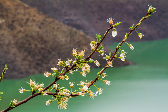 spring landscape