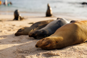 Sealions on the beach in the Galapagos