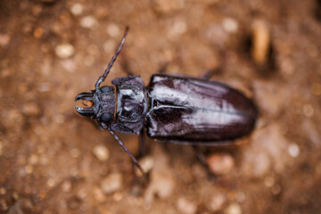 Beetle in the galapgos, from above