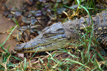 Baby crocodile's head