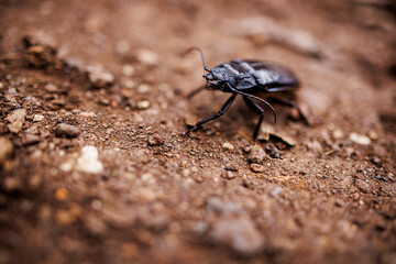 Large beetle in the Galapagos