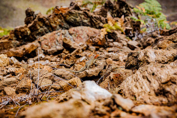 Lava Lizard, Isabella Galapagos