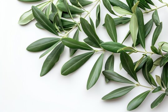 image of olive leaves white background