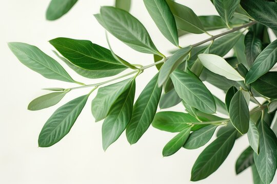 image of olive leaves white background