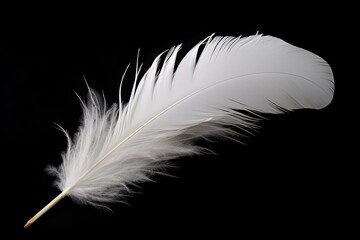 Obraz premium Fluffy White Feather Isolated on Black Background. Smooth and Lightly Curled for a Single Object