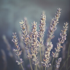 Close-up of Lavender Flowers in Natural Setting