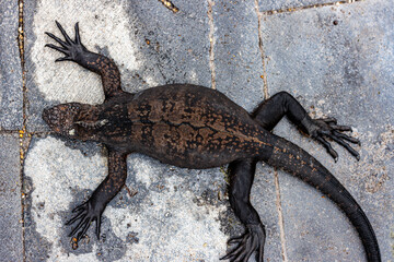 Iguana on sidewalk Galapagos