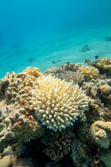 Fototapeta na wymiar Colorful, picturesque coral reef at sandy bottom of tropical sea, hard coral acropora, underwater landscape