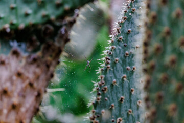 Spider in web between cactus, Galapagos
