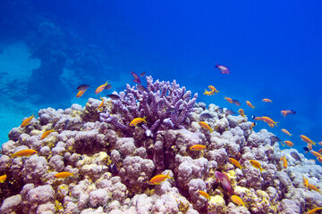 Fototapeta na wymiar Colorful coral reef with exotic fishes anthias at the bottom of tropical sea on blue water backround