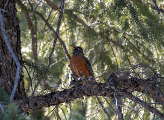 Bird sitting on tree 