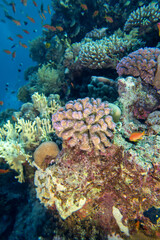 Fototapeta na wymiar Colorful, picturesque coral reef at the bottom of tropical sea, hard corals and fishes Anthias, underwater landscape