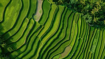 Zelfklevend Fotobehang drone images of a stunning paddy field with terraces in water season. © pvl0707