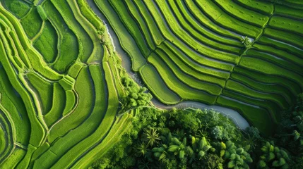 Fotobehang drone images of a stunning paddy field with terraces in water season. © pvl0707