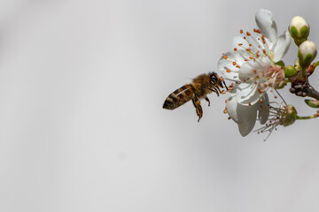 A honey bee on white flower collect pollen. Spring time in Greece. Apis mellifera.