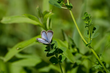 Blue Butterfly