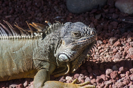 Green Iguana (Iguana iguana)