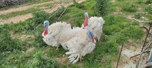 Three turkey birds