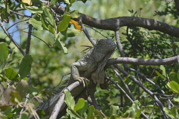 iguana on branch
