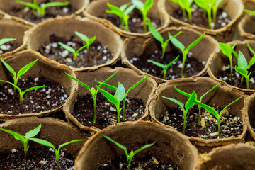 Growing pepper seedlings in containers at greenhouse