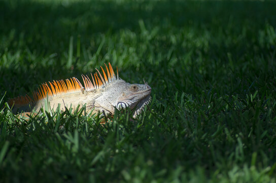 Green Iguana (Iguana iguana) in the grass