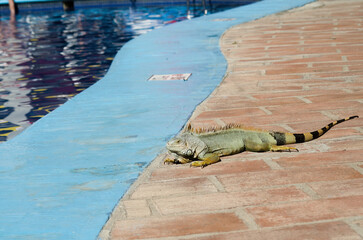 Green Iguana by the pool
