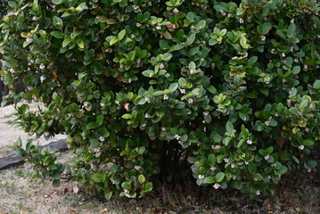 Obraz premium Gomojyu tree ( Vibrnum suspensum ) flowers. Adoxaceae evergreen shrub native to Okinawa, Japan. Blooms cone-shaped white flowers in spring.