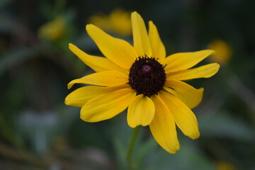yellow flower in the garden