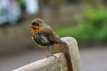 Robin redbreast