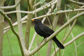 Blackbird