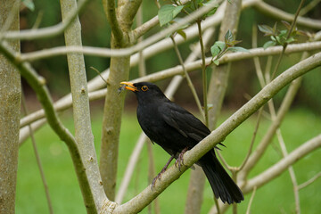 Blackbird