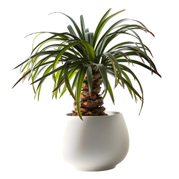 ponytail palm in a pot, isolated, white background