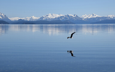 Fototapeta na wymiar A seagull is flying over a calm water in a beautiful landscape