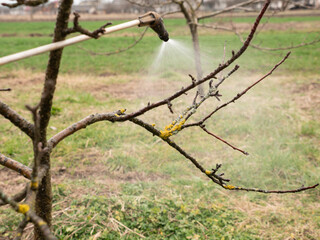 The fruit tree is sprayed against lichens and pests. The concept of the gardener's work.