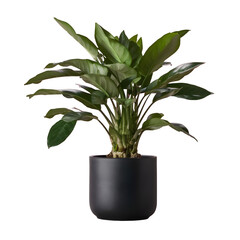 House plant in black pot isolated on white background