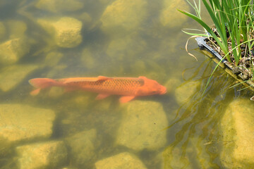Koi Carps Fish Japanese swimming (Cyprinus carpio) beautiful color variations natural organic