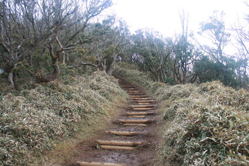 Fototapeta premium 伊豆山稜線歩道