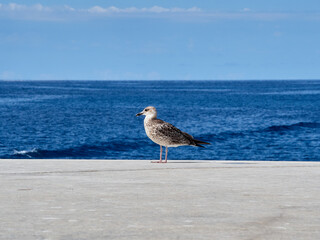 One seagull standing with the blue water of the Adriatic sea in the background