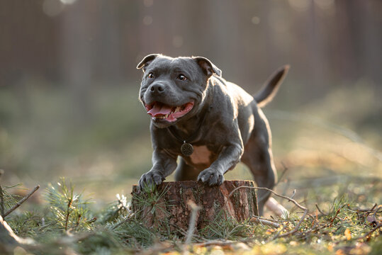 Beautiful purebred happy blue staffordshire bull terrier with open mouth standing, blurred calm background, green spring grass. Close up pet portrait.